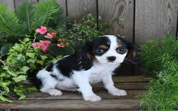 Cavalier King Charles Spaniel dogs for sale: Jace - Image 2