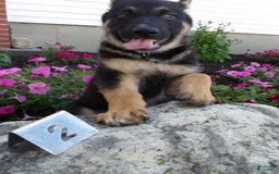 German Shepherd dogs for sale: Joey - Image 2