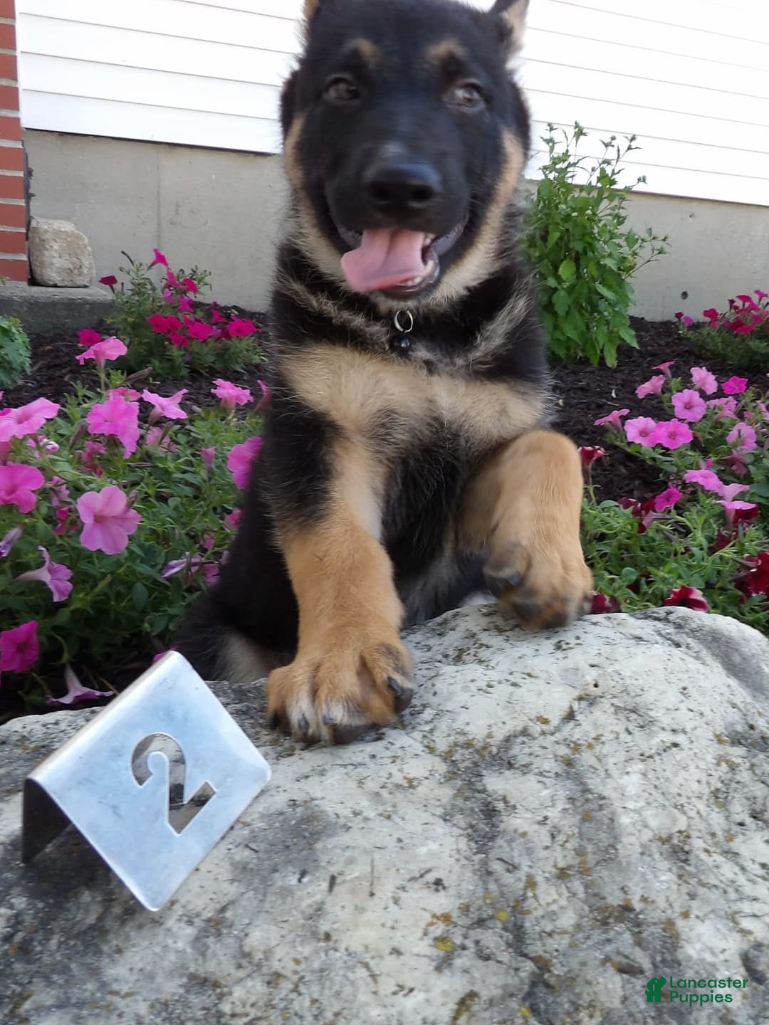 German Shepherd dogs for sale: Joey - Image 2