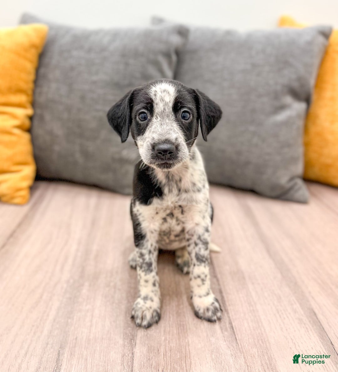 Dalmatian dogs for sale: Minnie - Image 2