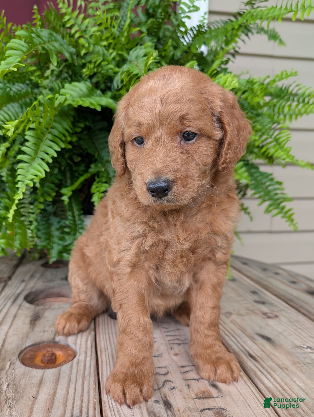 Goldendoodle dogs for sale: Reed - Image 14