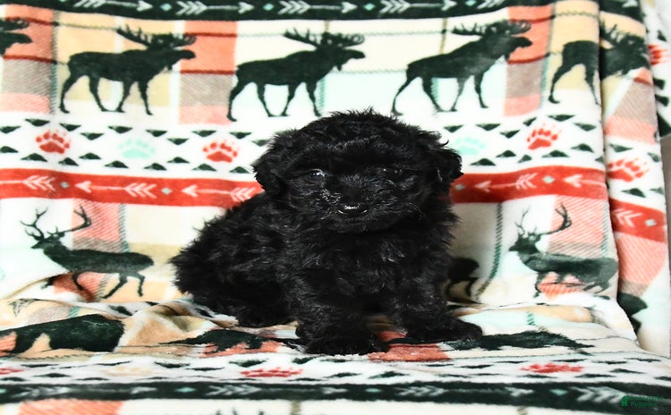Yorkiepoo dogs - Advert 25