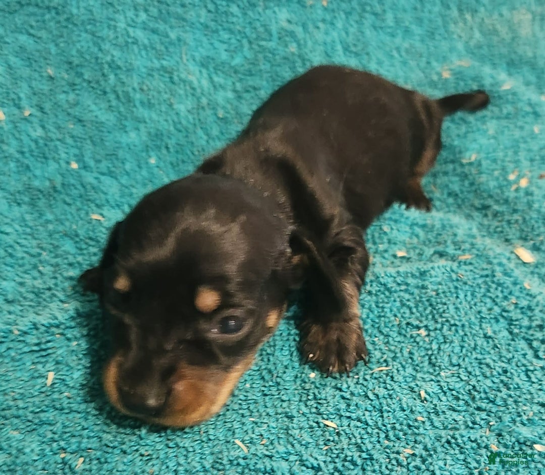 Miniature Dachshund dogs for sale: Skipper - Image 2
