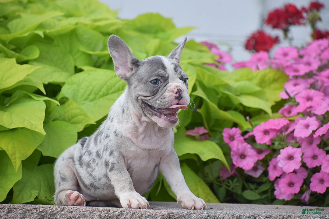 French Bulldog dogs for sale: Laura - Blue Eyed Merle!! - Image 5