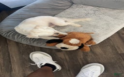 Maltipoo dogs for sale: Ghost - Image 16