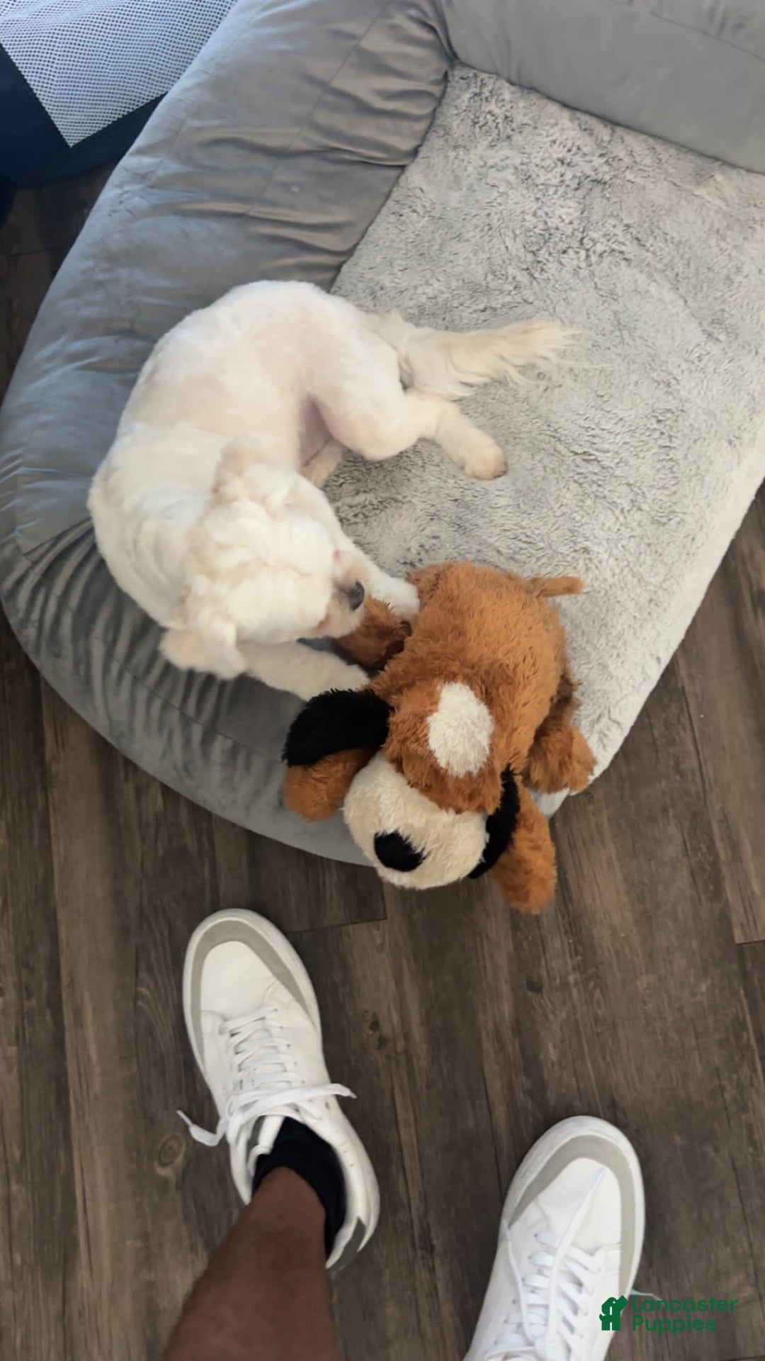 Maltipoo dogs for sale: Ghost - Image 16