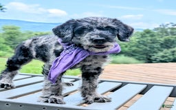 Labradoodle dogs for sale: Bella - Image 4