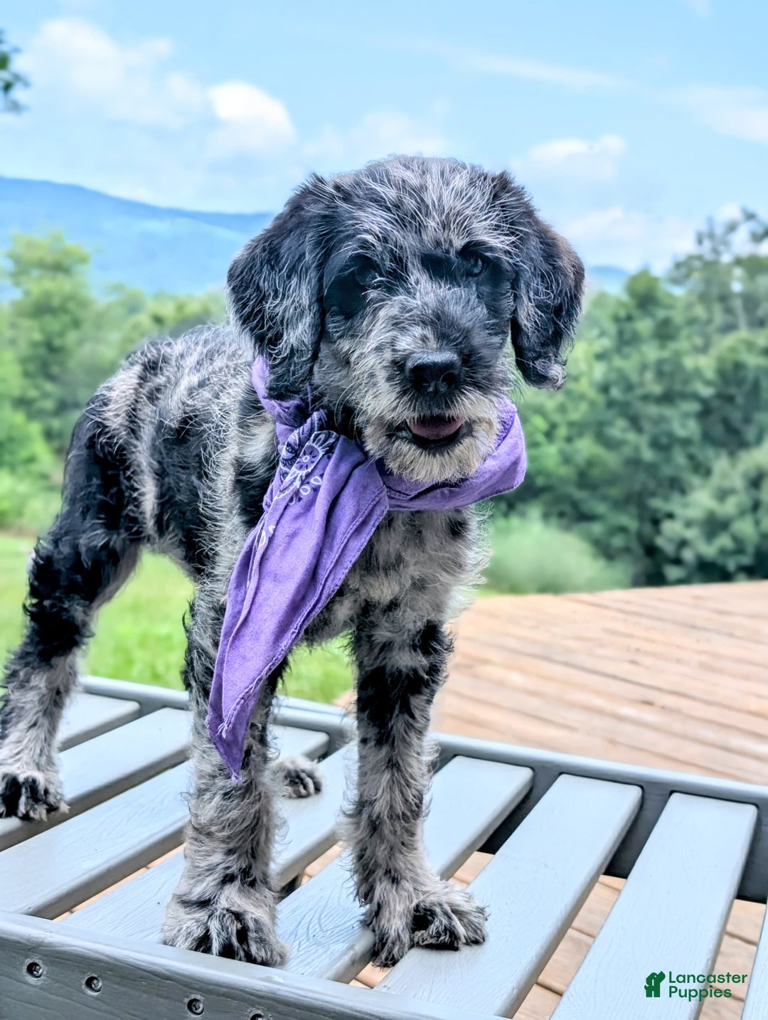 Labradoodle dogs for sale: Bella - Image 4