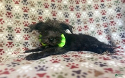 Miniature Schnauzer dogs for sale: Riot - Image 1