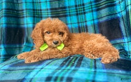 Cockapoo dogs for sale: Taco - Image 4