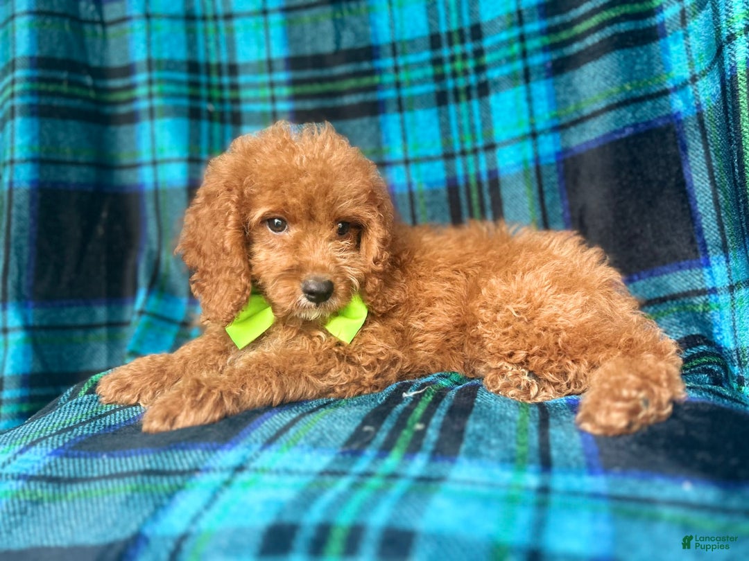 Cockapoo dogs for sale: Taco - Image 4