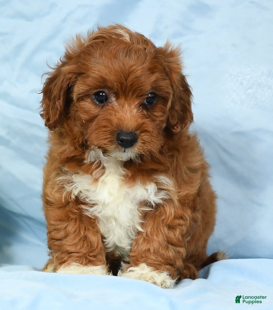 Cavapoo dogs for sale: Tara - Image 8