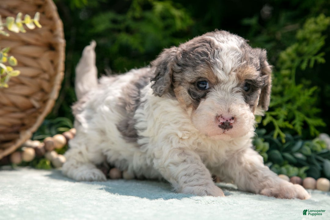 Mini Bernedoodle dogs for sale: Kylie - Image 5