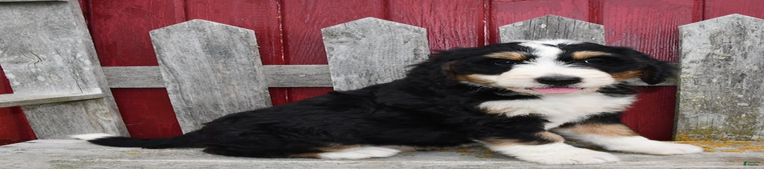 Rosie