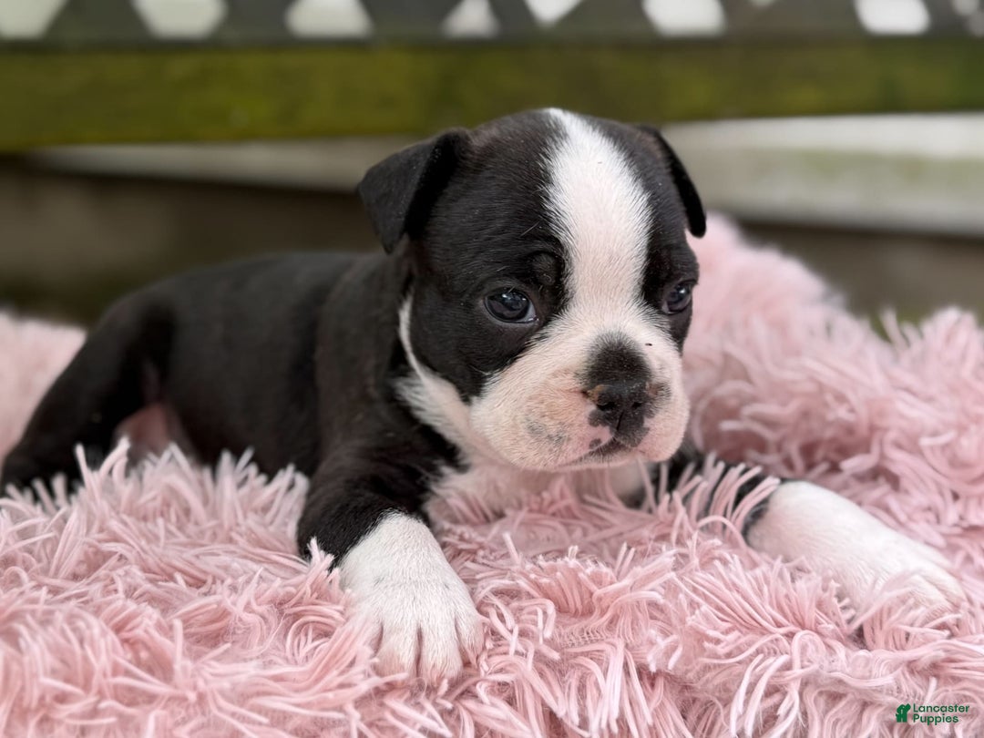 Frenchton dogs for sale: Jax - Image 8