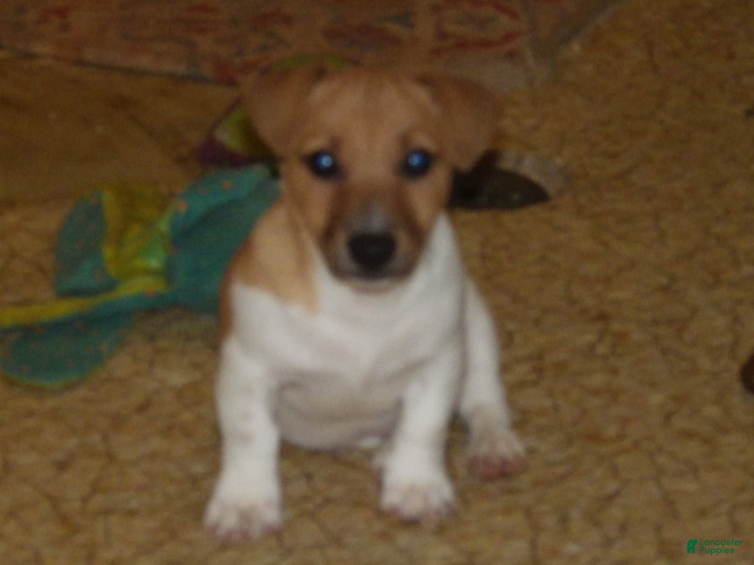 Jack Russell Terrier dogs for sale: Foster - Image 3