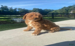 Mini Goldendoodle dogs for sale: Darla - Image 9