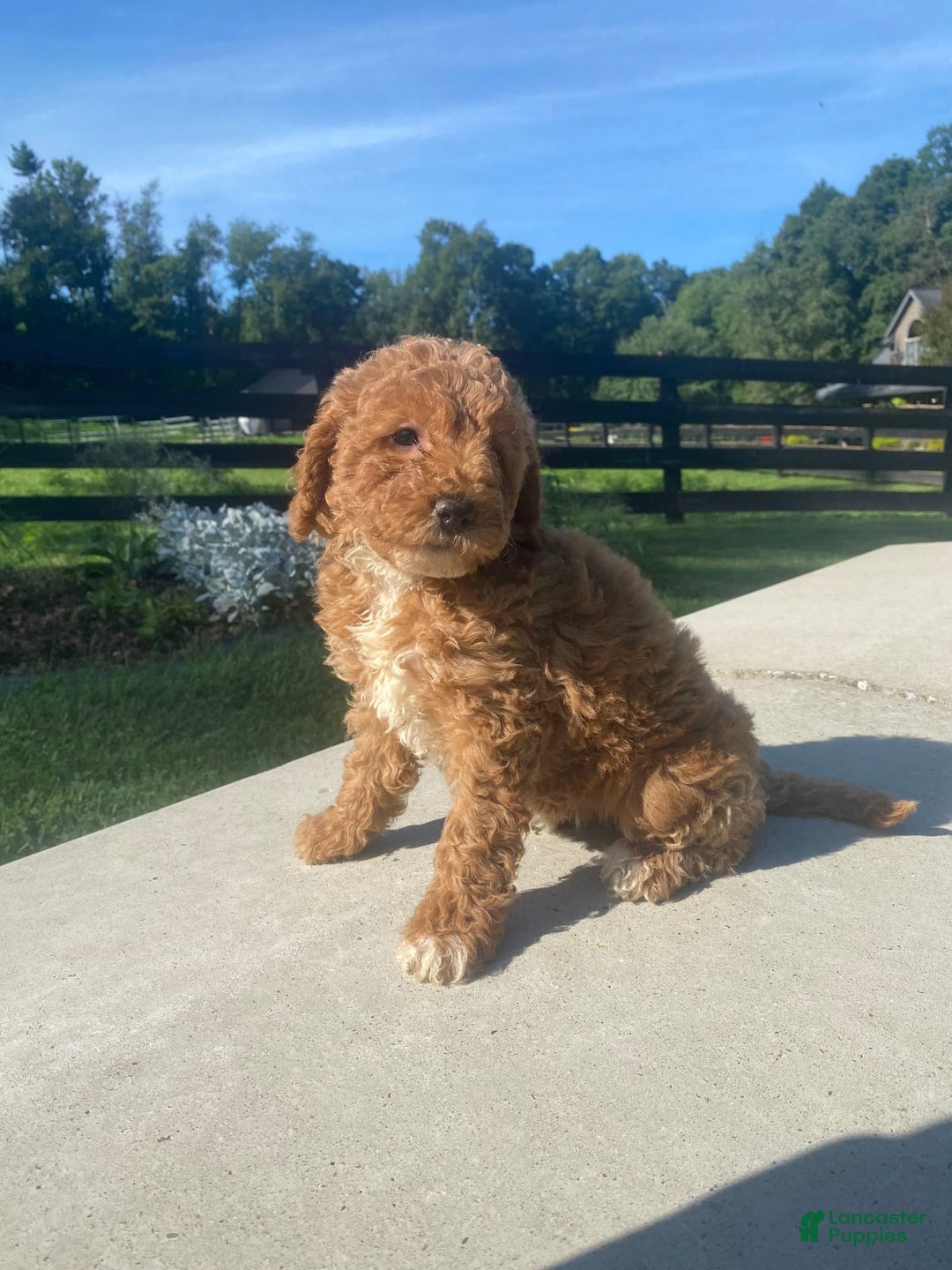 Mini Goldendoodle dogs for sale: Darla - Image 9
