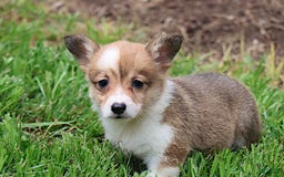 Welsh Corgi Pembroke dogs for sale: Bridget - Image 7