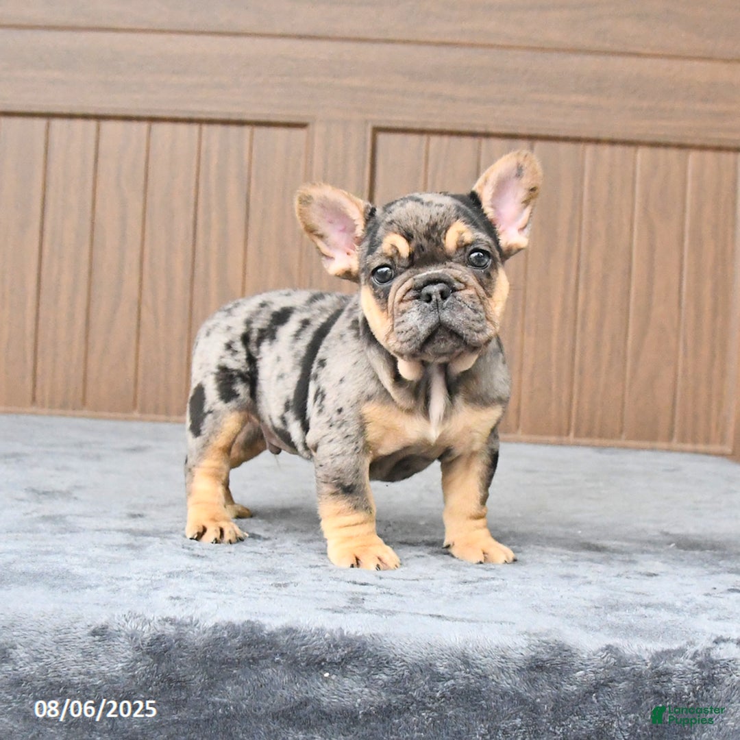 French Bulldog dogs for sale: Dozer - Image 1
