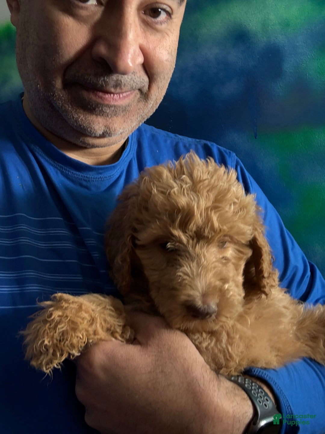 Goldendoodle dogs for sale: Luna - Image 21