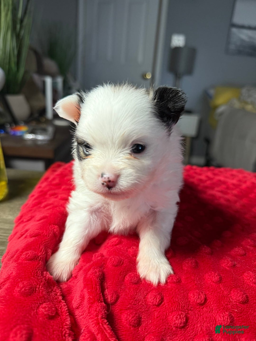 Pomeranian dogs for sale: Moo - Image 6