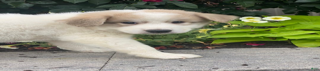 Greg