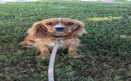 Cavalier King Charles Spaniel dogs for sale: Brin Girl 2 - Image 18