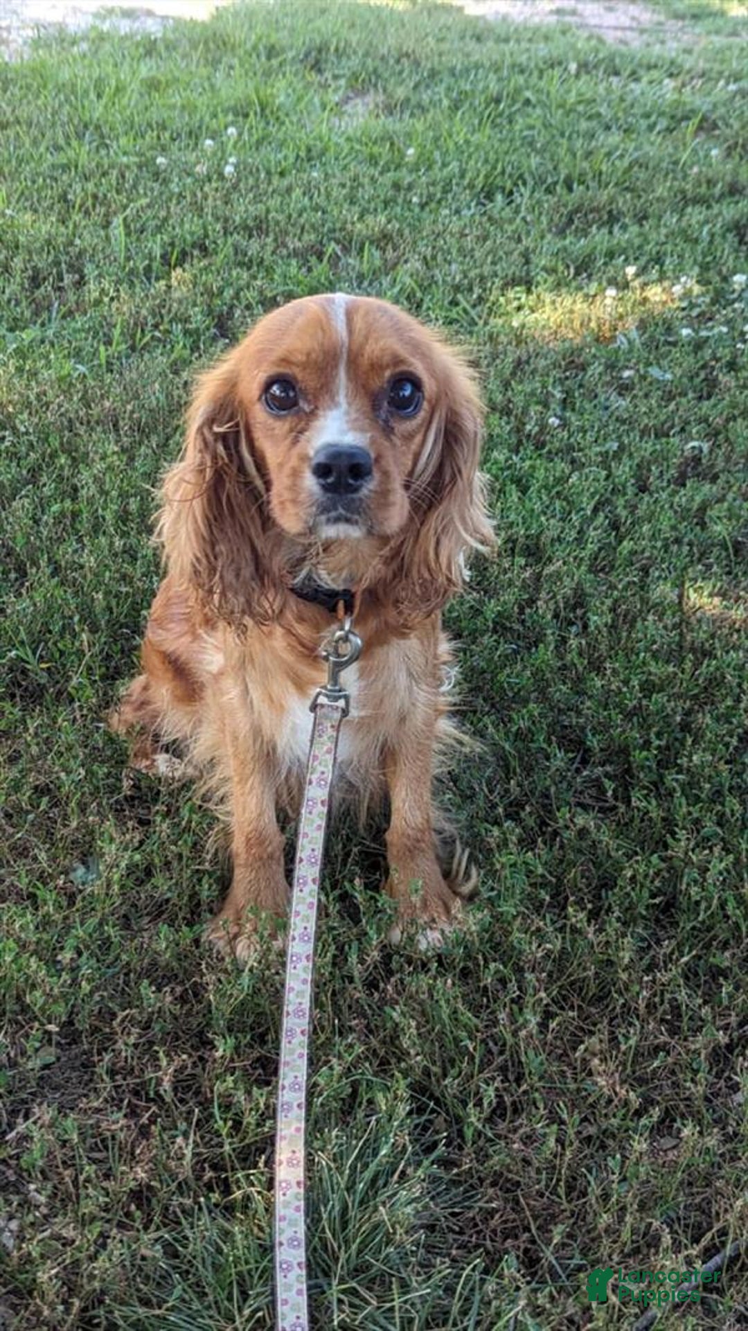 Cavalier King Charles Spaniel dogs for sale: Brin Girl 2 - Image 18