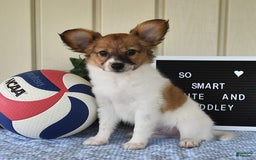 Papillon dogs for sale: Pongo - Image 9