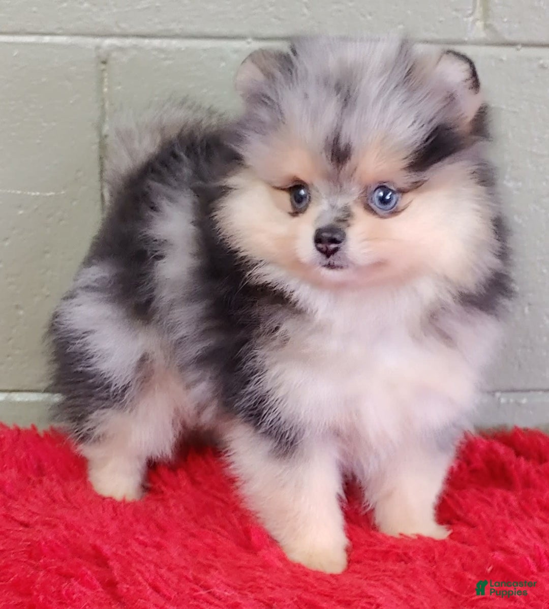 Pomeranian dogs for sale: Oliver - Image 5