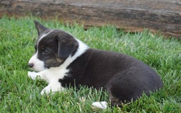 Welsh Corgi Pembroke dogs for sale: Rhett - Image 3