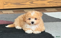 Coton De Tulear dogs for sale: Corrie - Image 9