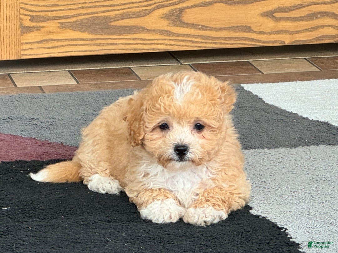 Coton De Tulear dogs for sale: Corrie - Image 9