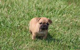 French Bulldog dogs for sale: Sheila - Image 7