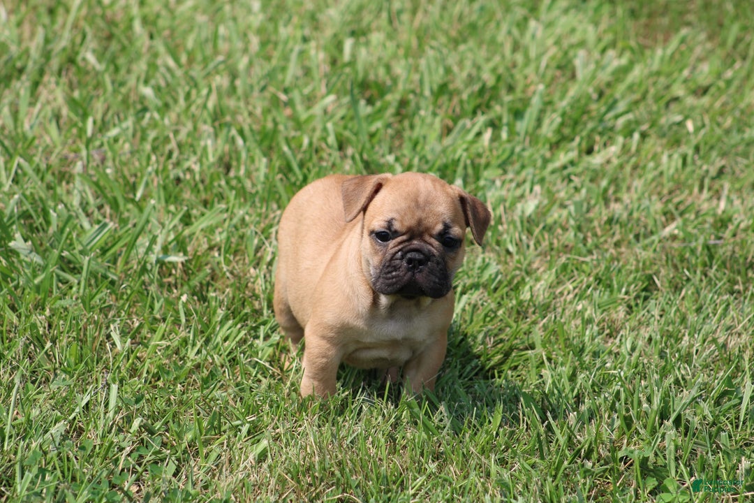 French Bulldog dogs for sale: Sheila - Image 7