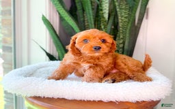 Cavapoo dogs for sale: Ian - Image 7