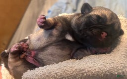Pug dogs for sale: Mac - Image 1