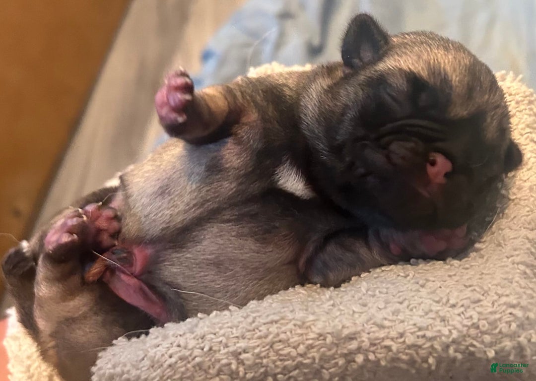 Pug dogs for sale: Mac - Image 1
