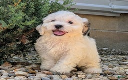 Teddy Bear dogs for sale: Cotton - Image 9