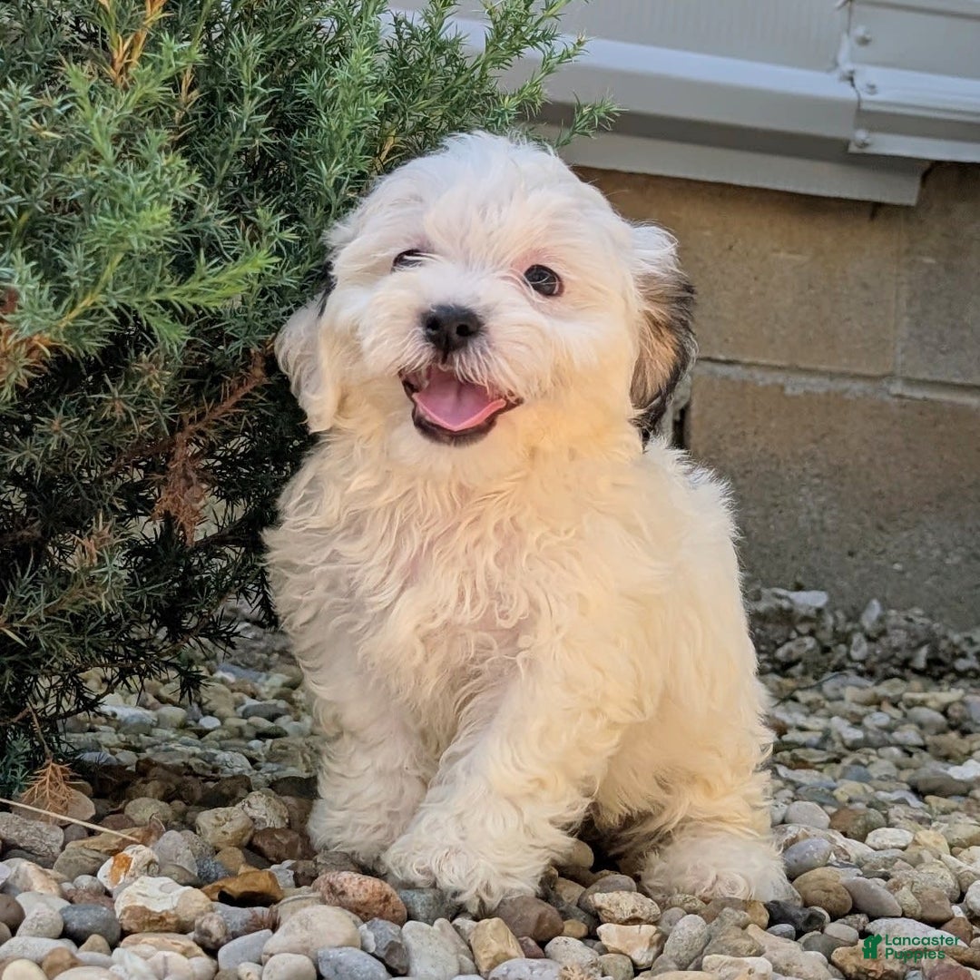 Teddy Bear dogs for sale: Cotton - Image 9