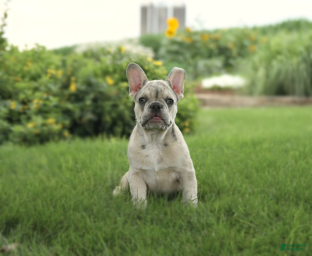 French Bulldog dogs for sale: Zoro - Image 1