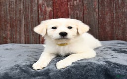 Great Pyrenees dogs for sale: Lemon - Image 3