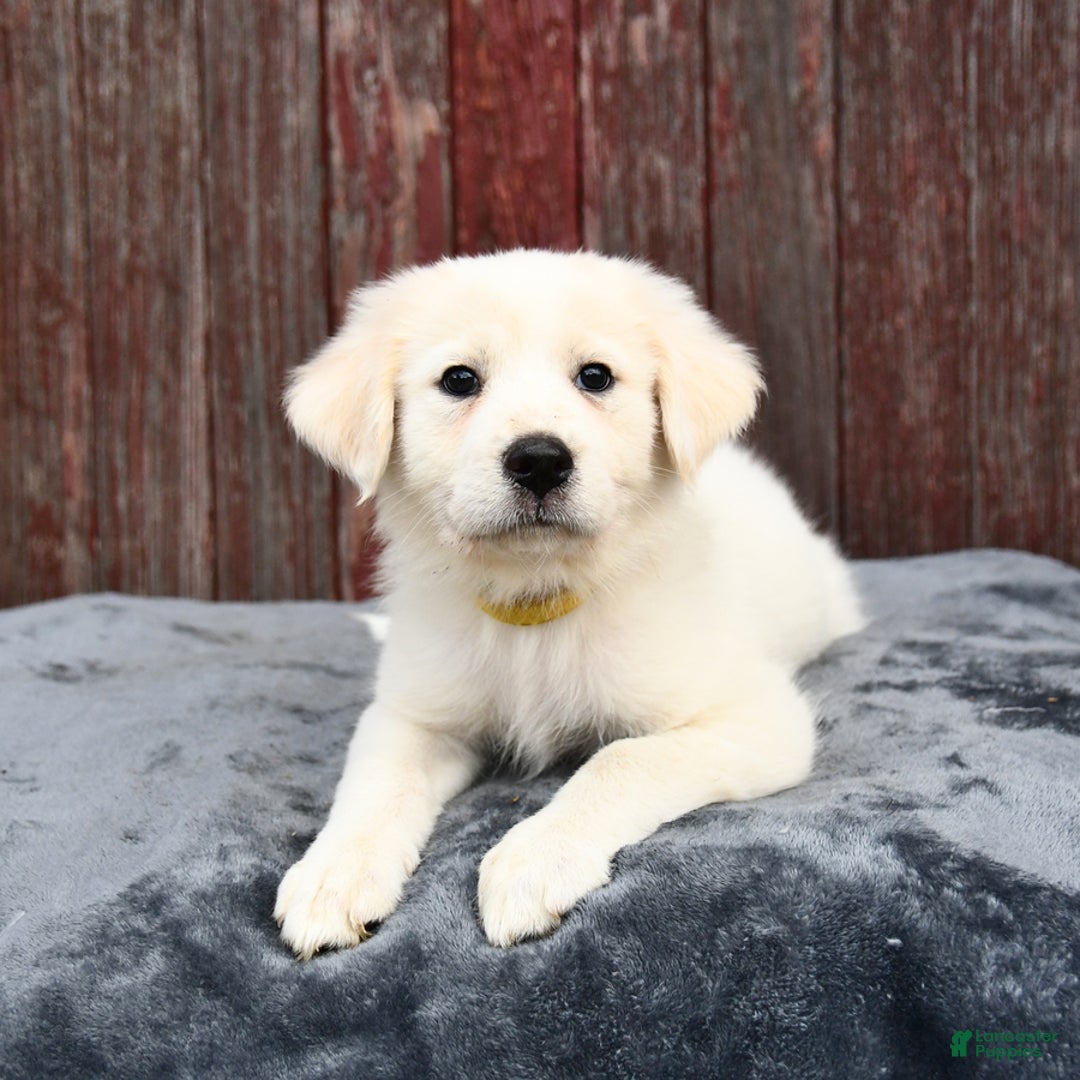 Great Pyrenees dogs for sale: Lemon - Image 3