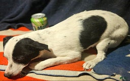 Chihuahua dogs for sale: X - Image 16