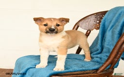 Australian Cattle Dog dogs for sale: Canyon - Image 2