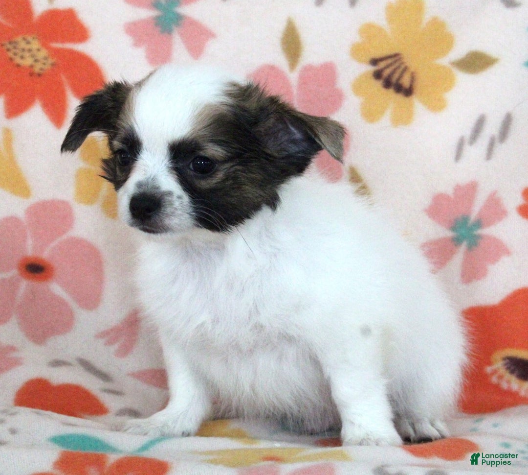 Chihuahua dogs for sale: Skeeter - Image 17