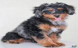 Cavapoo dogs for sale: Truffles - Image 5