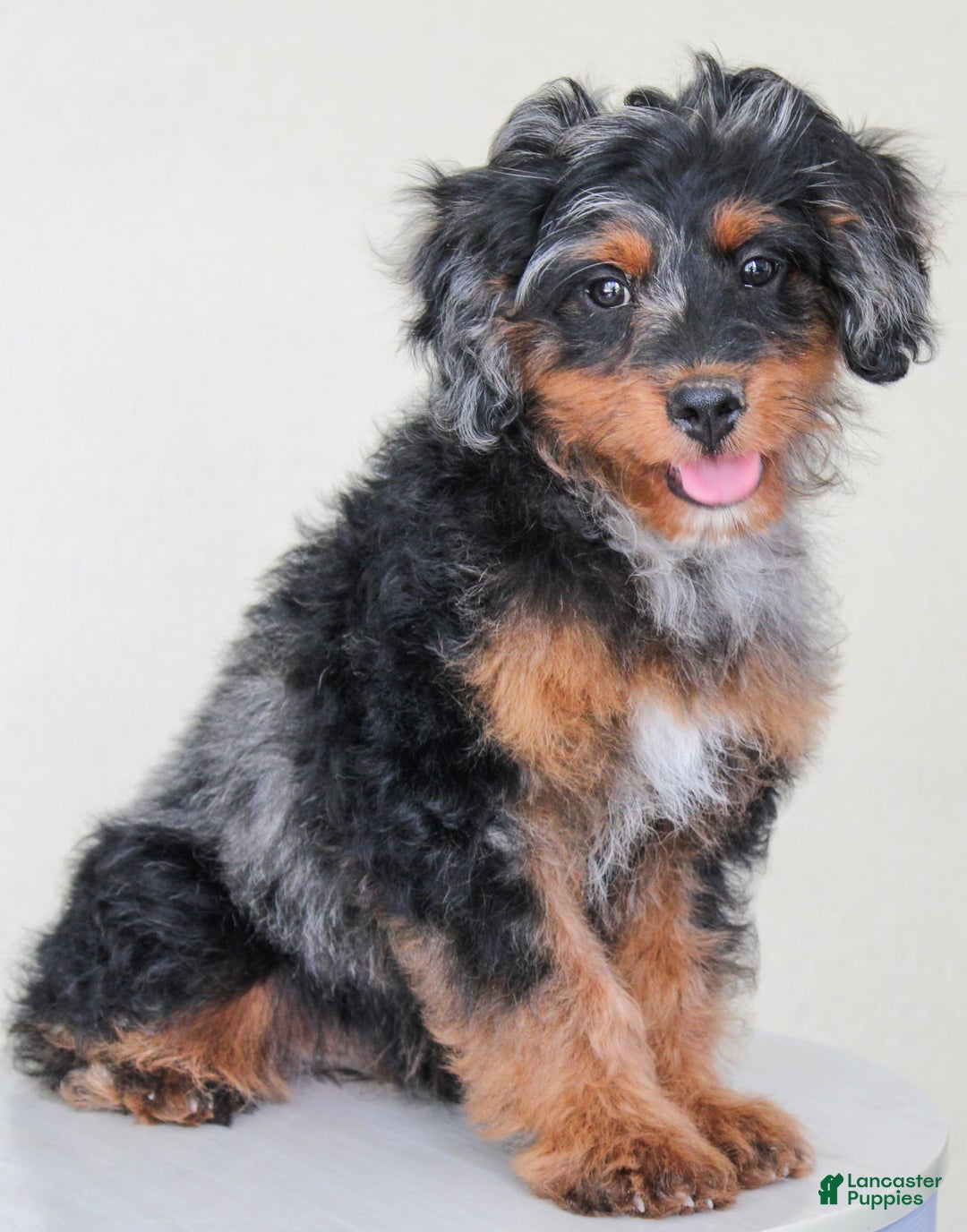 Cavapoo dogs for sale: Truffles - Image 5