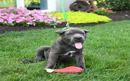 Cane Corso dogs for sale: Olivia - Image 6